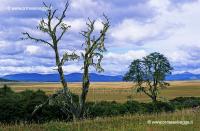 Alberi di Lenga 41-03-03